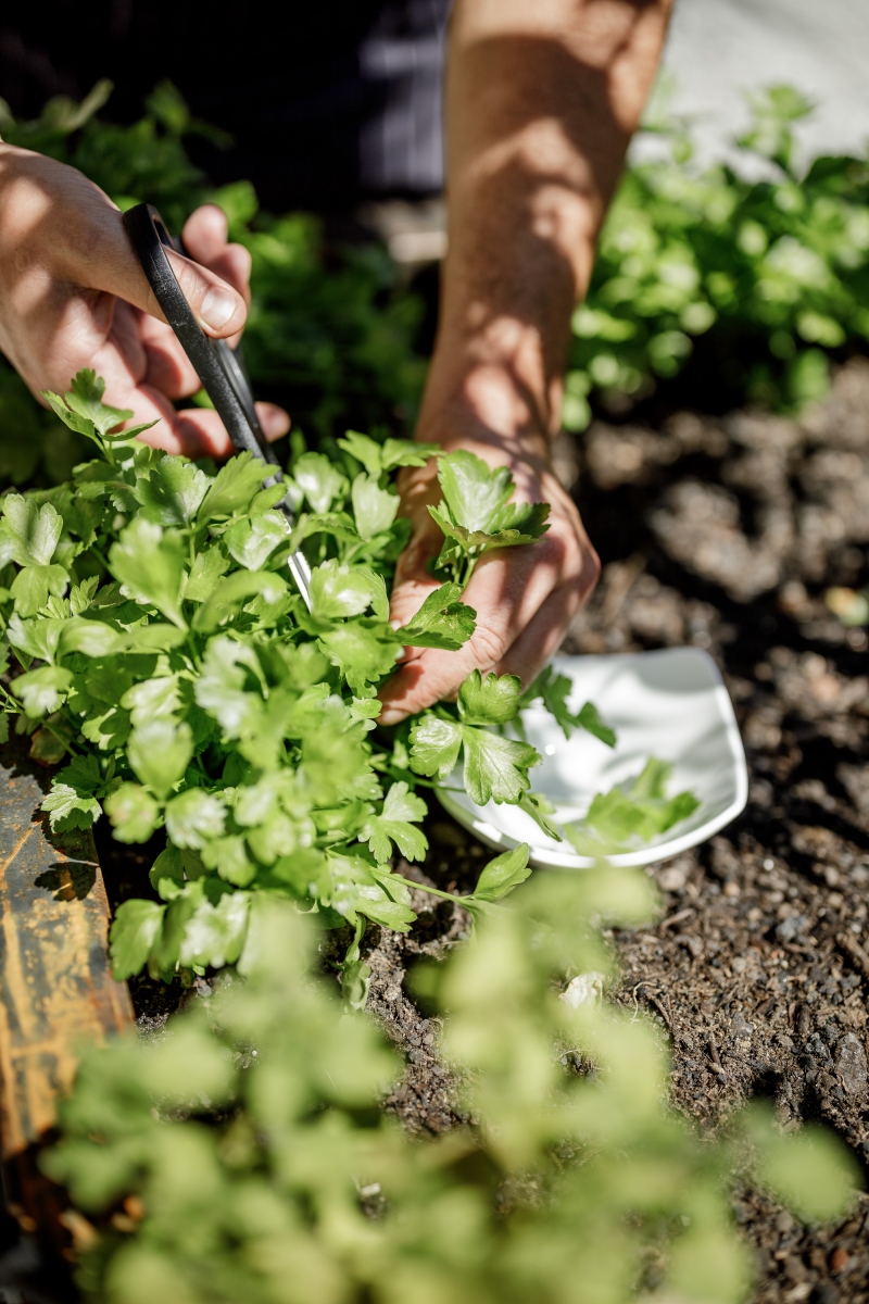 Kräutergarten im Hotel Das Central in Sölden Kräutergarten im Hotel Das Central in Sölden