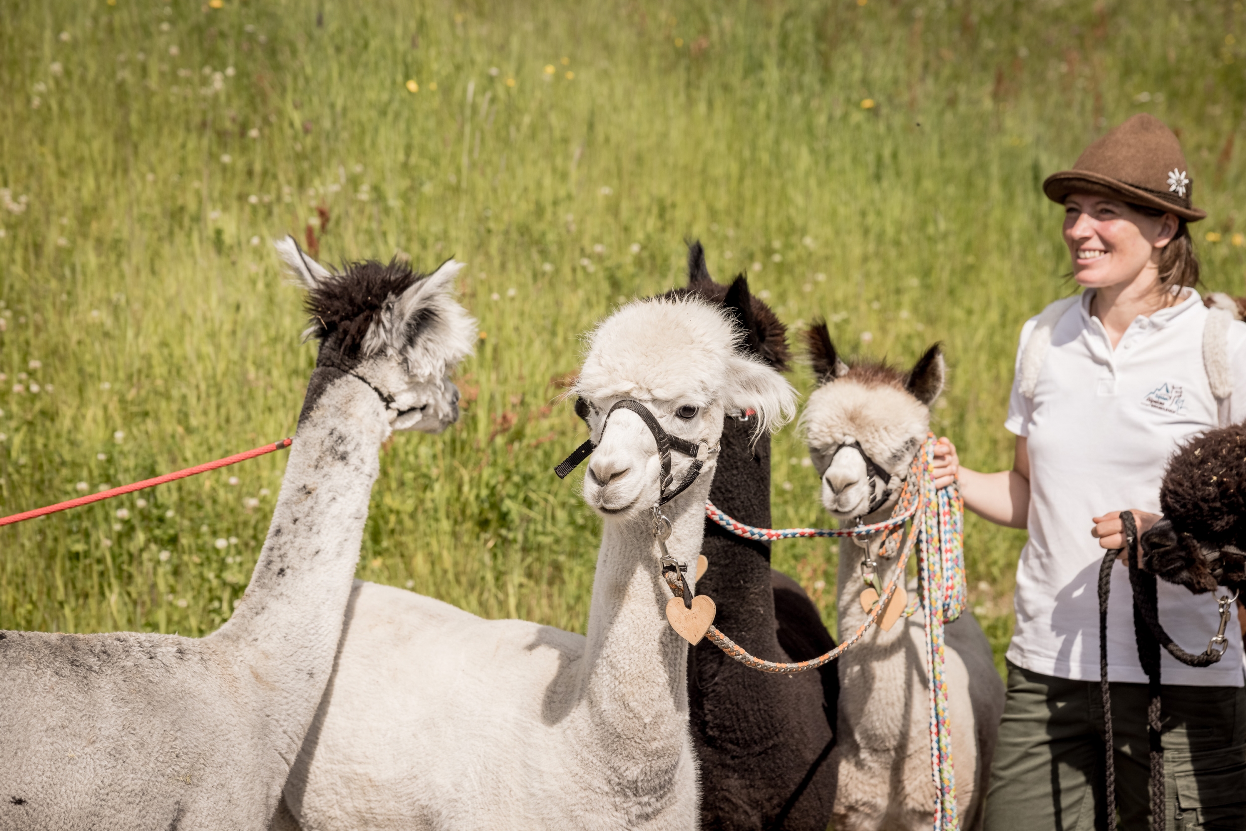 Familienwanderung mit Alpakas in Sölden Familienwanderung mit Alpakas in Sölden
