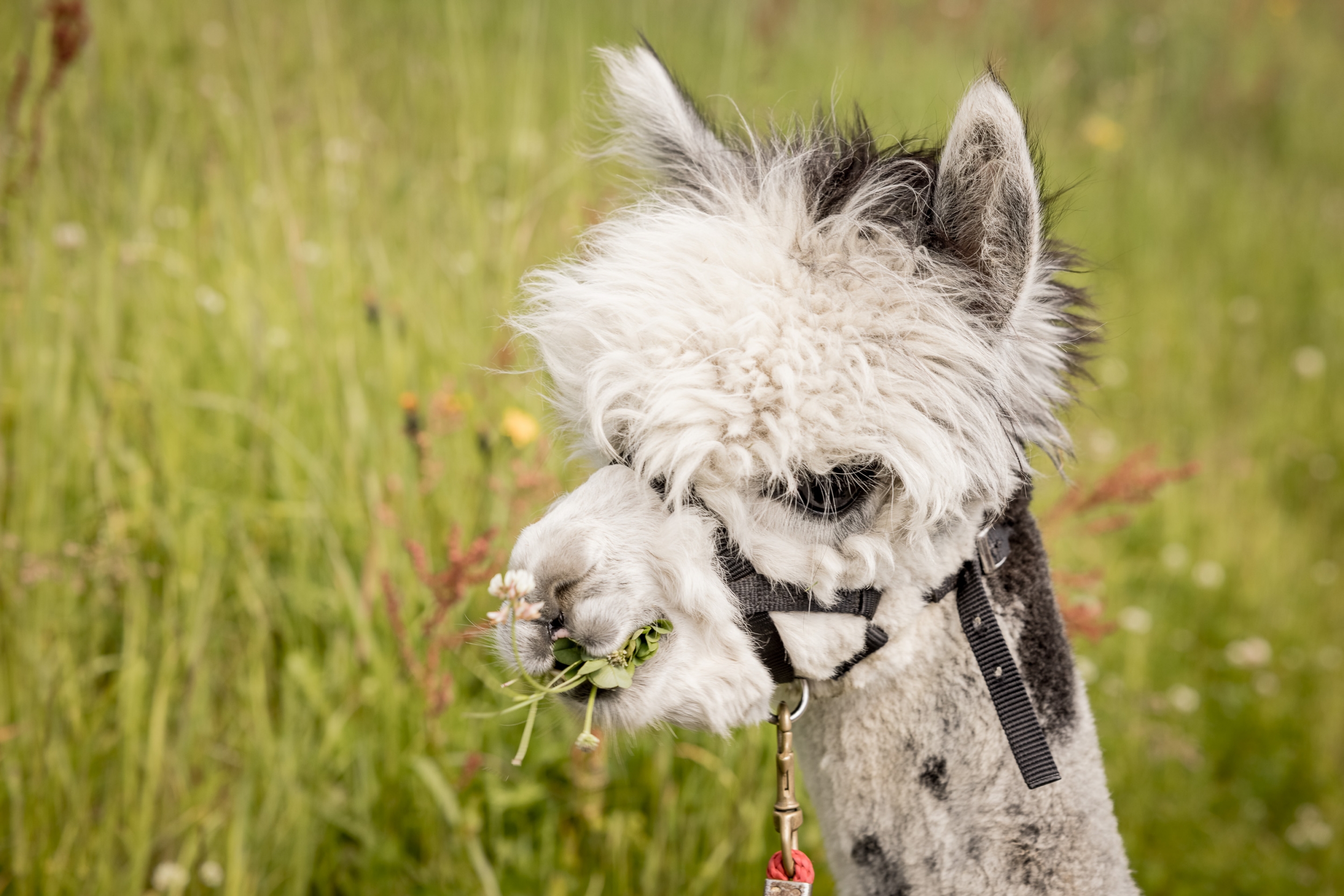 Alpakas in Sölden Alpakas in Sölden