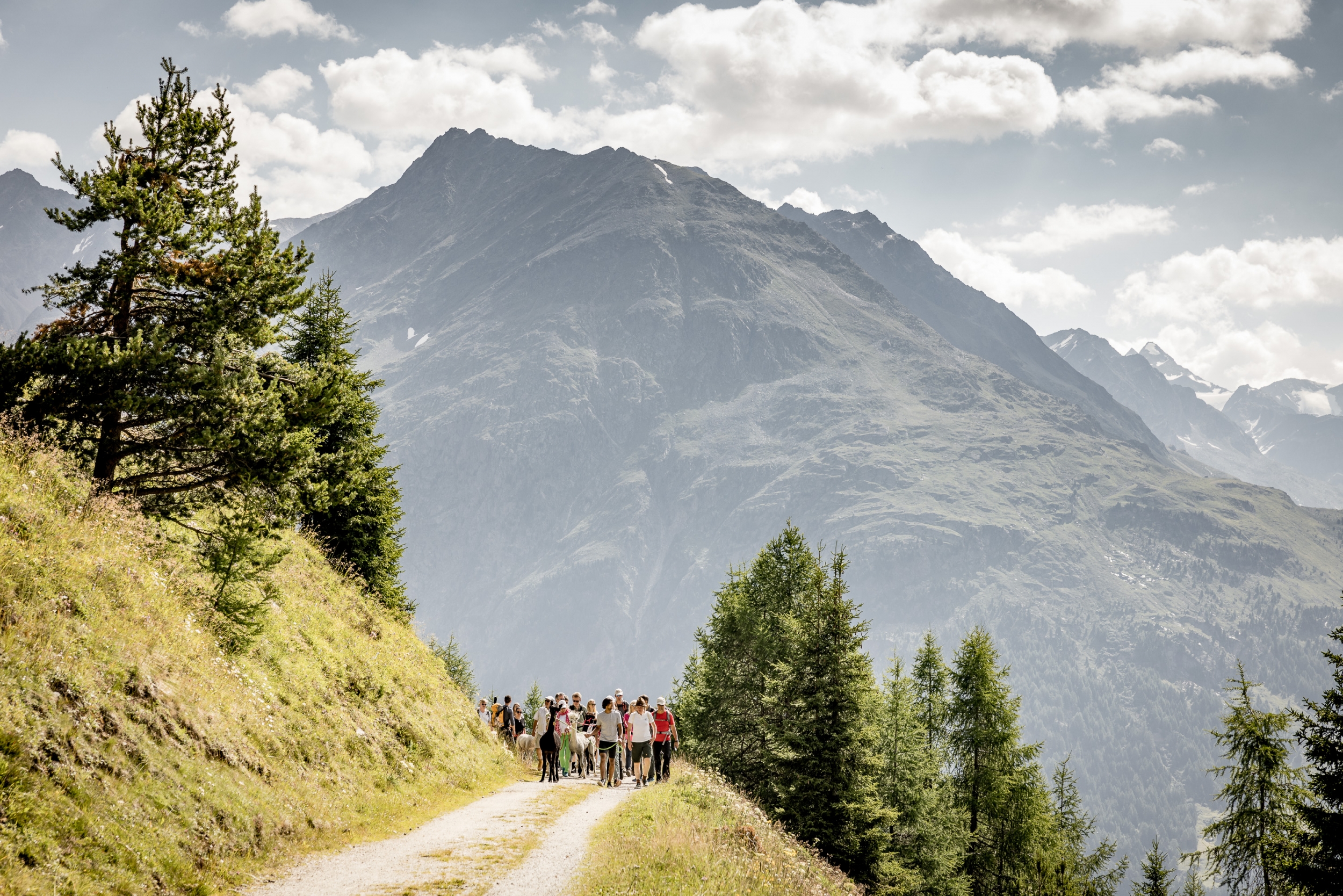 Alpakawanderung in Sölden Alpakawanderung in Sölden